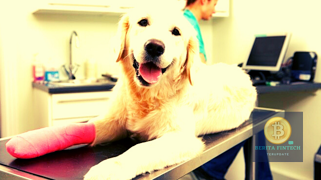 Asuransi Hewan Peliharaan Murah Terbaik