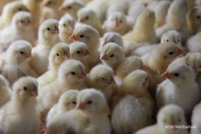 Prospek Emiten Poultry Masih Solid